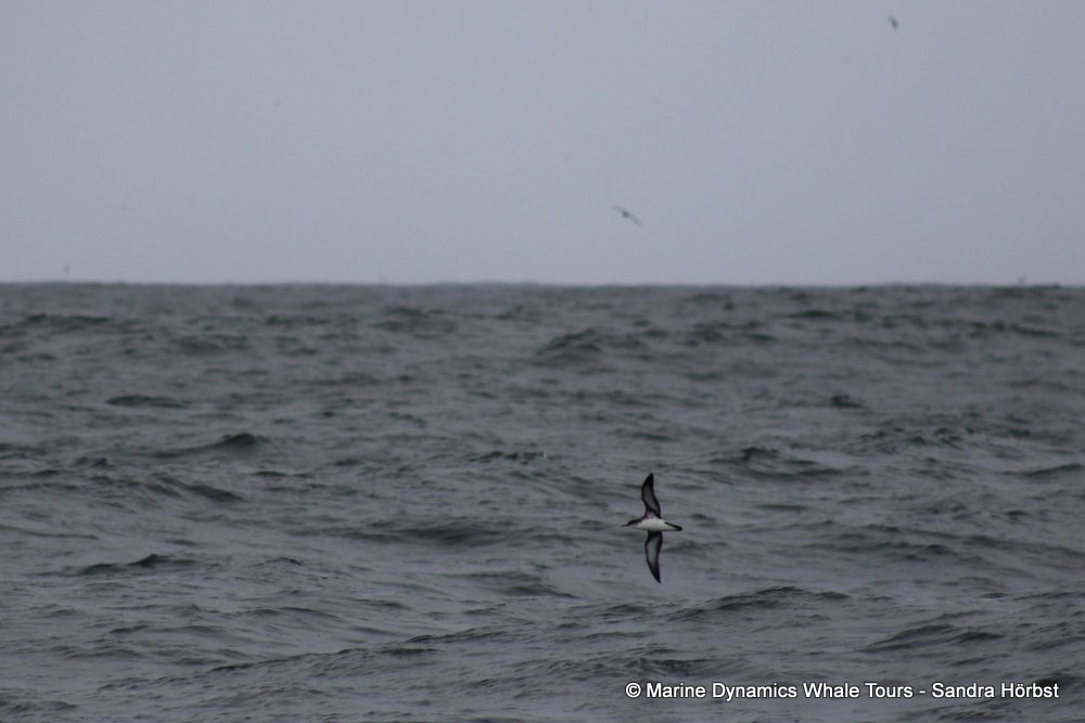 shearwater, whale watching, gansbaai, south africa,