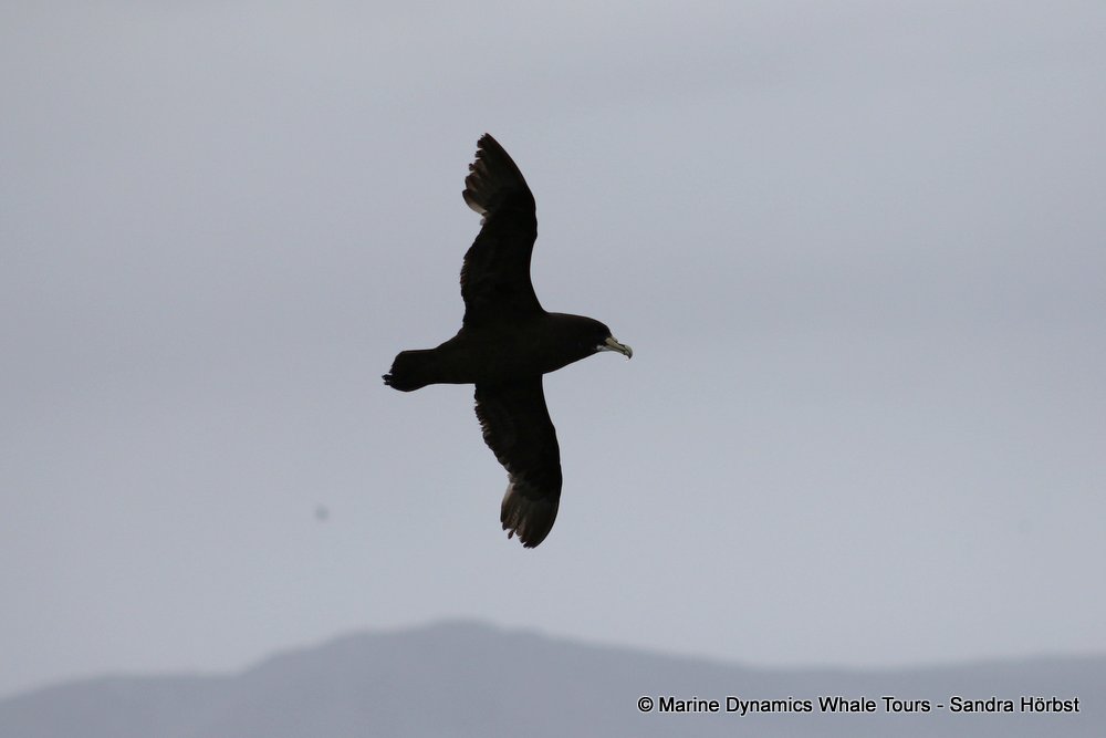 petrel, whale watching, gansbaai, south africa