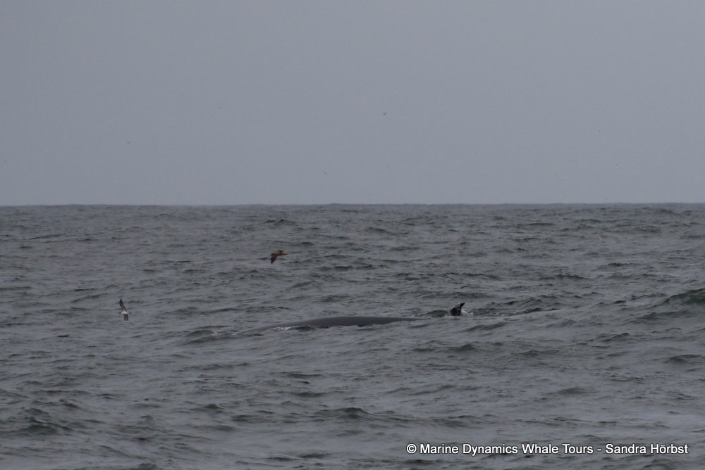 bryde's whale, whale watching, gansbaai, south africa,