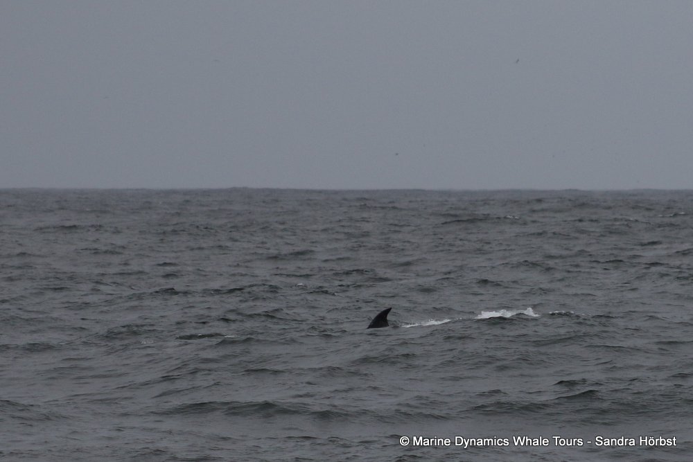 bryde's whale, whale watching, gansbaai, south africa,