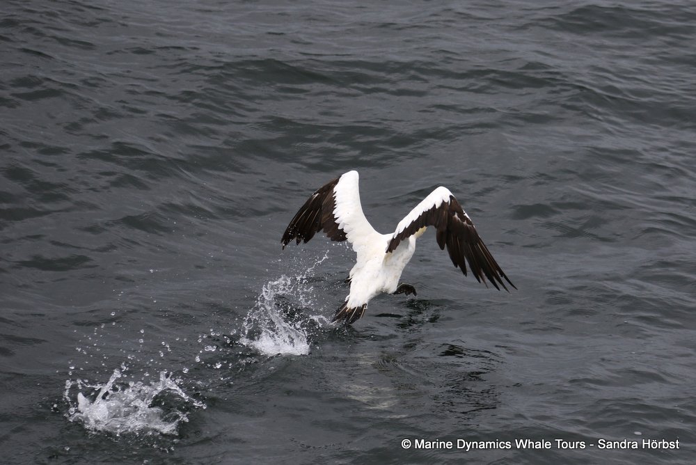 cape gannet, whale watching, gansbaai, south africa