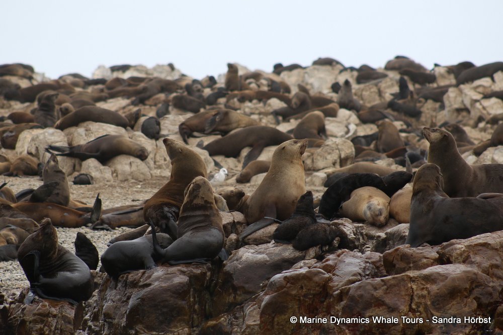 cape fur seal, whale watching, gansbaai, south africa