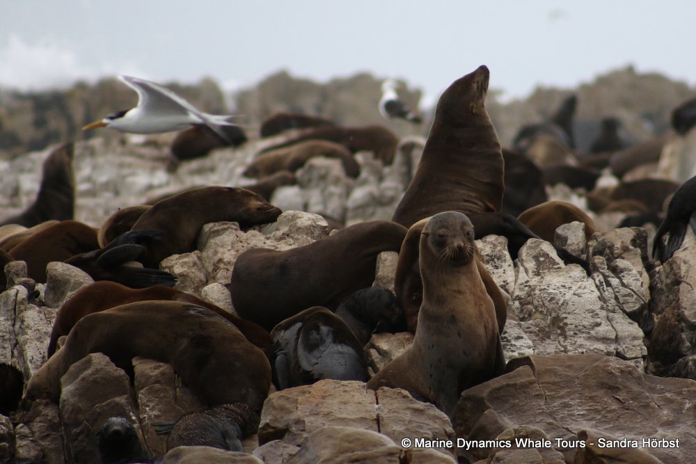 cape fur seal, whale watching, gansbaai, south africa