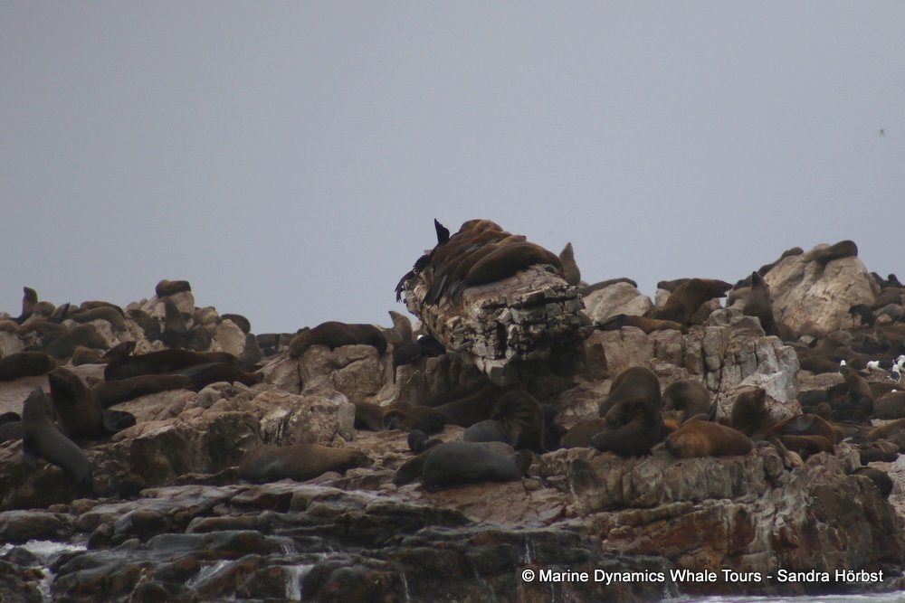 cape fur seal, whale watching, gansbaai, south africa