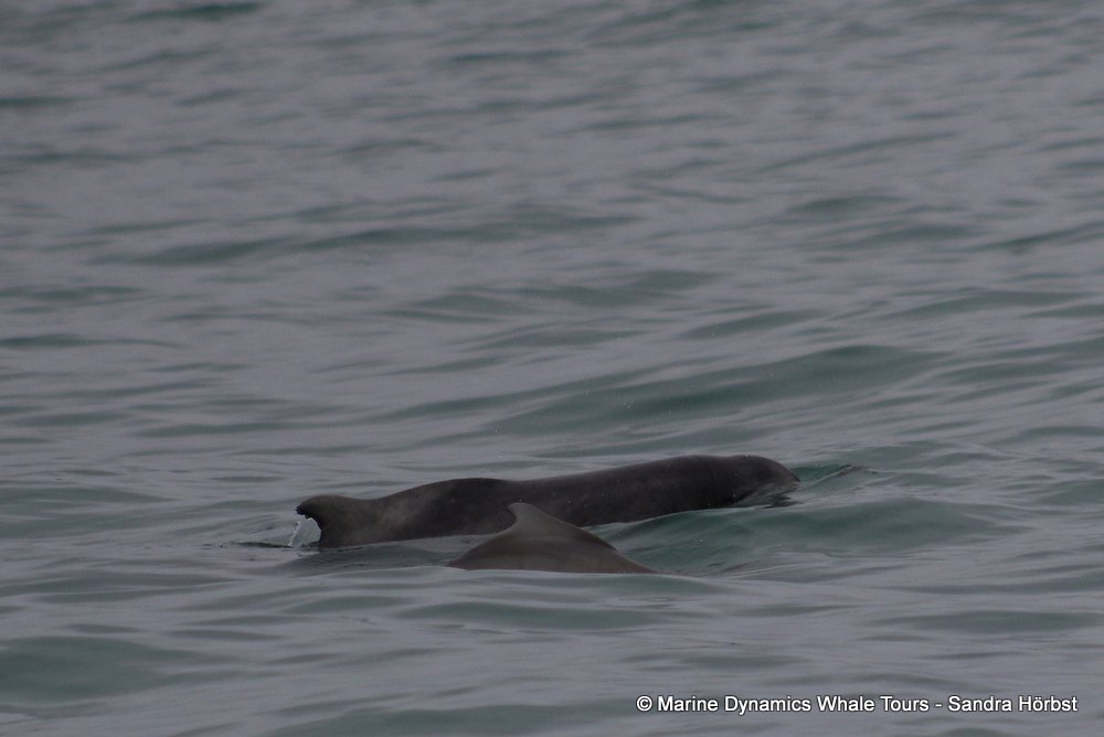 humpback dolphin, whale watching, gansbaai, south africa