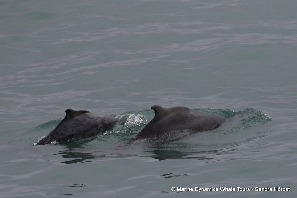 dolphin, whale watching, gansbaai, south africa,