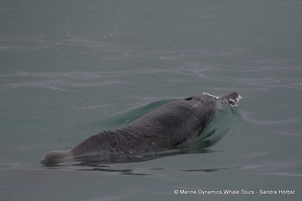 dolphin, whale watching, gansbaai, south africa,