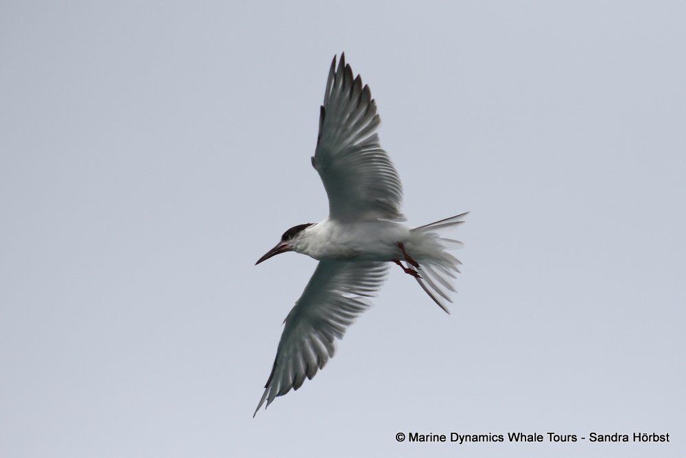 tern whale watching, gansbaai, south africa,