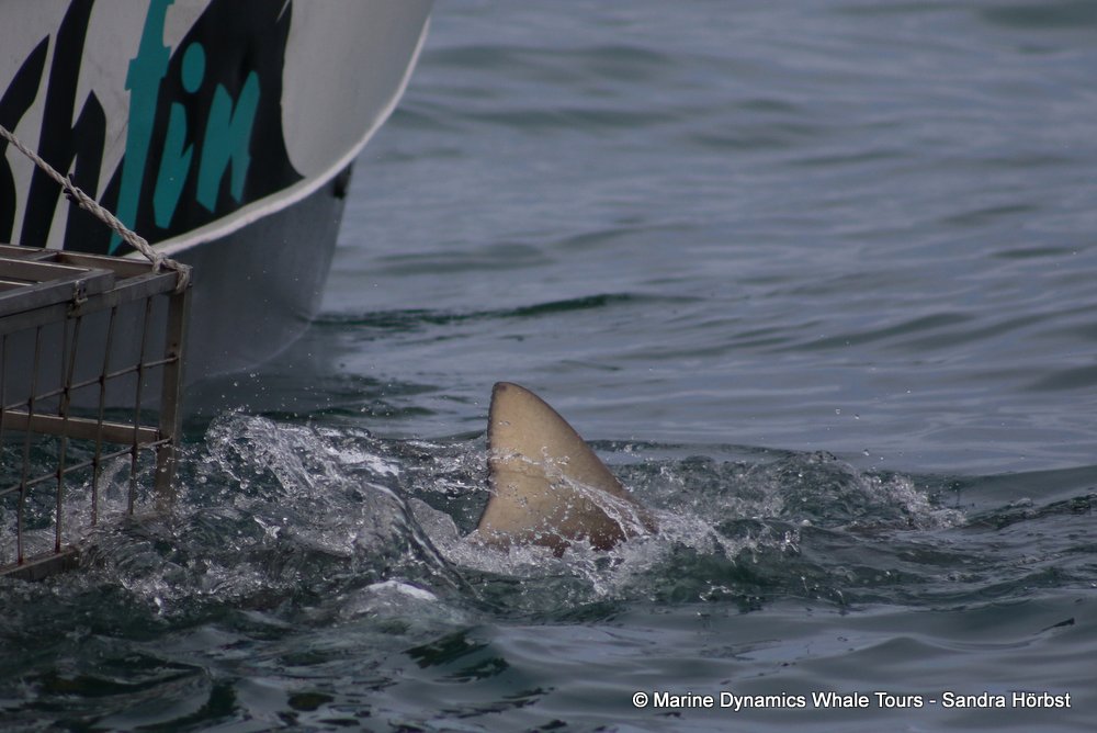 shark dorsal fin, whale watching, gansbaai, south africa,