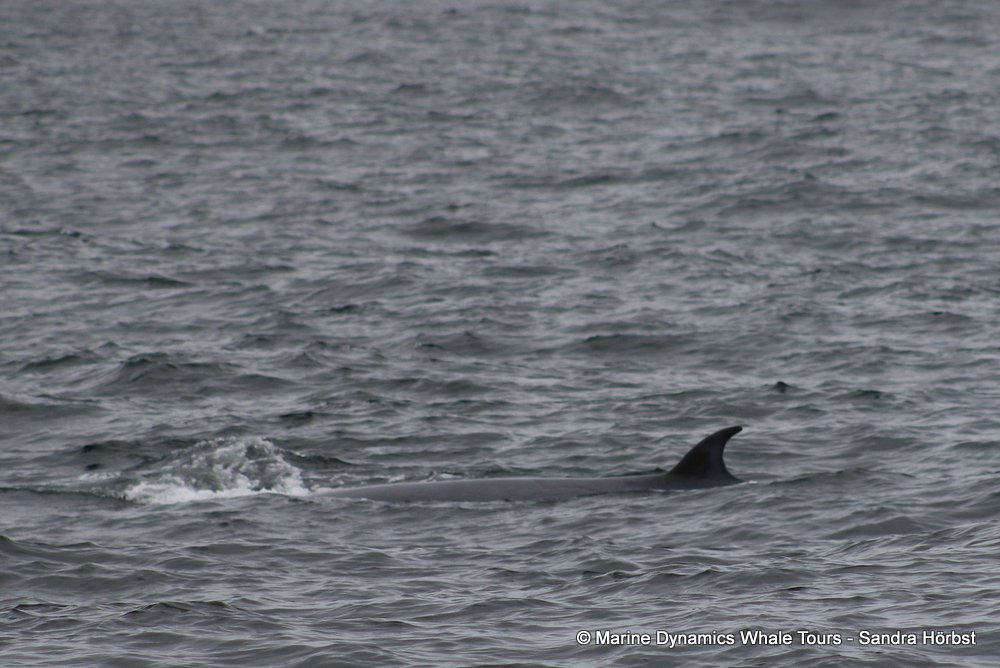 bryde's whale, whale watching, gansbaai, south africa,