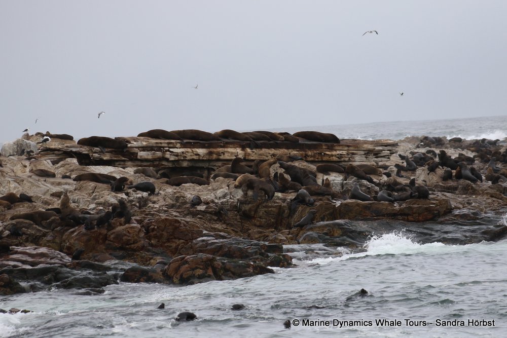 cape fur seal, whale watching, gansbaai, south africa