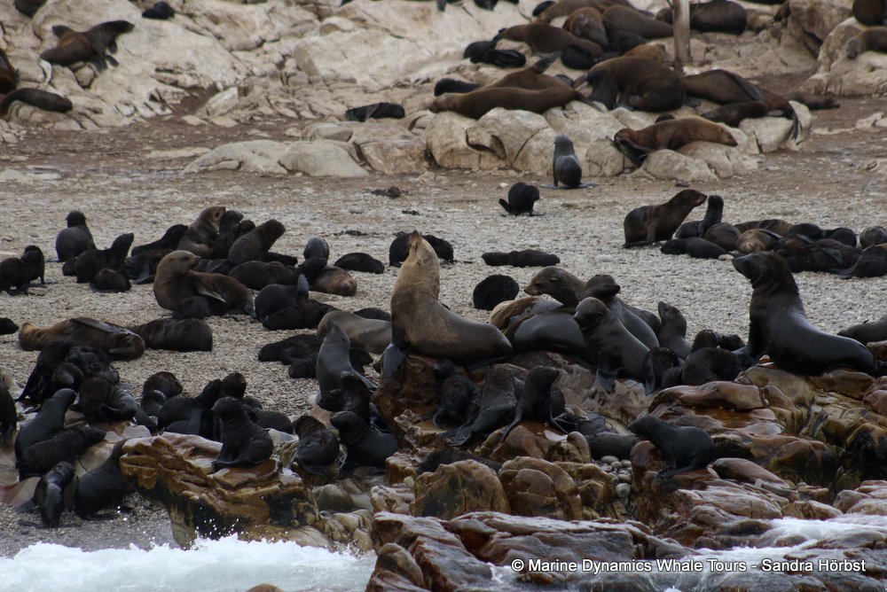 cape fur seal, whale watching, gansbaai, south africa