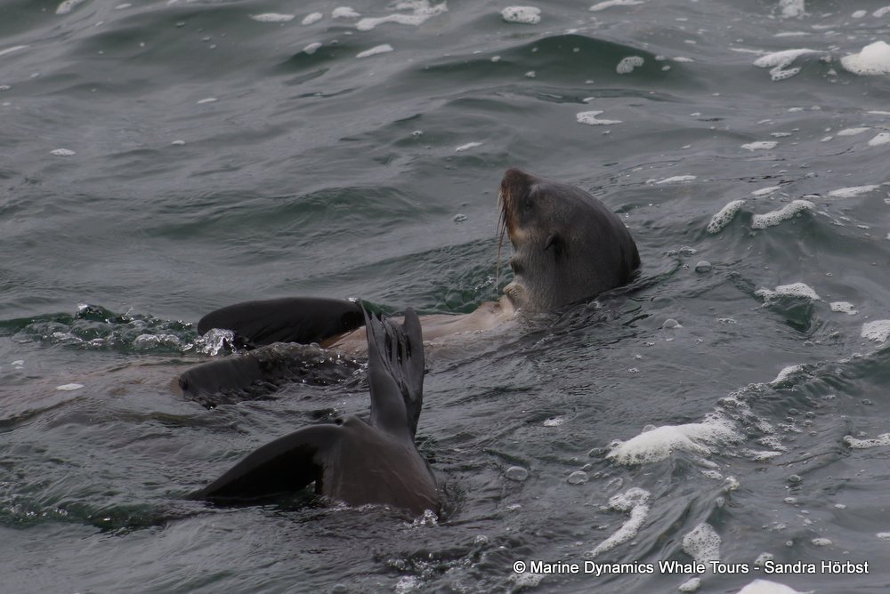 cape fur seal, whale watching, gansbaai, south africa