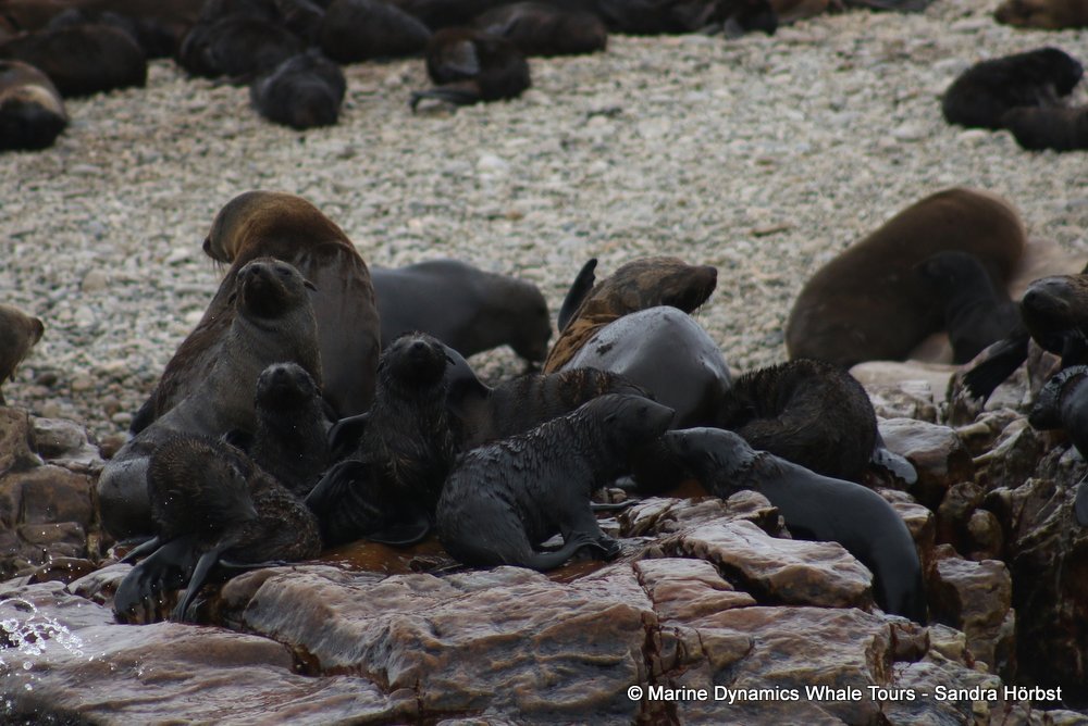 cape fur seal, whale watching, gansbaai, south africa