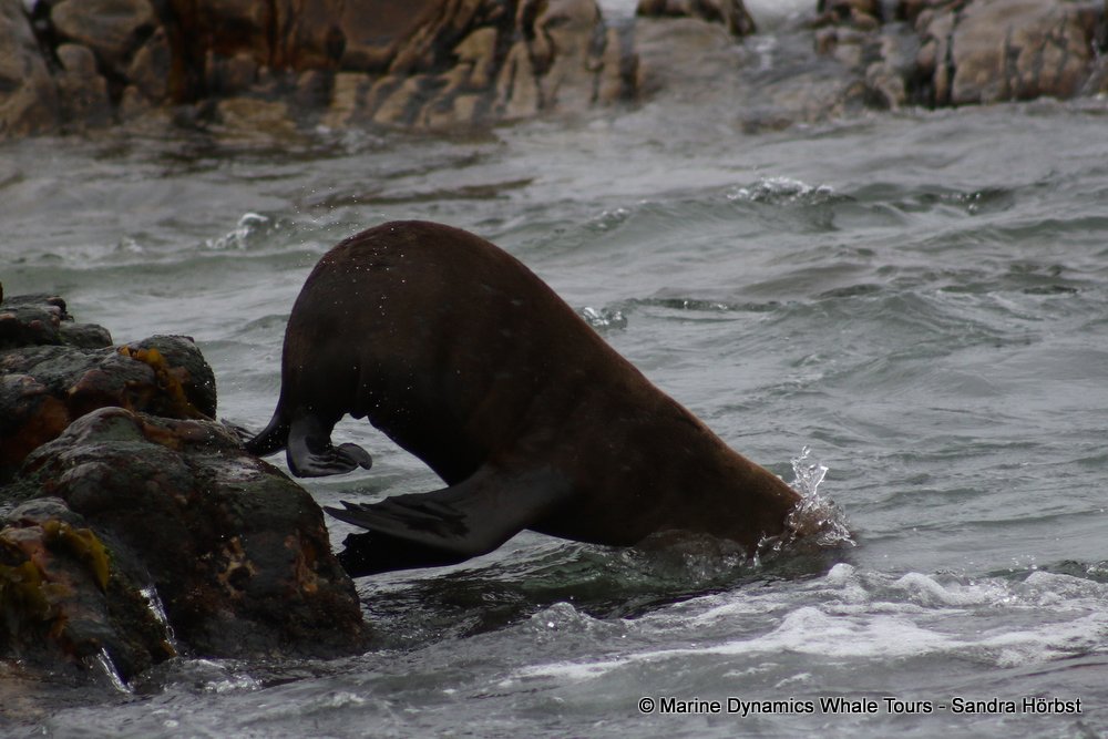 cape fur seal, whale watching, gansbaai, south africa