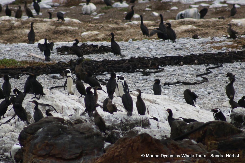 penguins, whale watching, gansbaai, south africa,