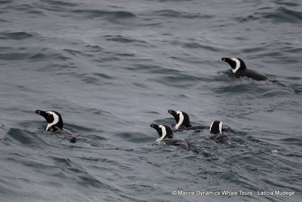 african penguin, whale watching, gansbaai, south africa