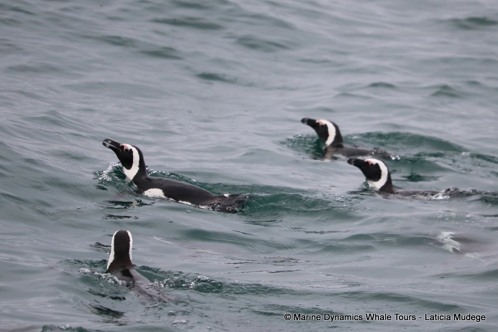 african penguin, whale watching, gansbaai, south africa