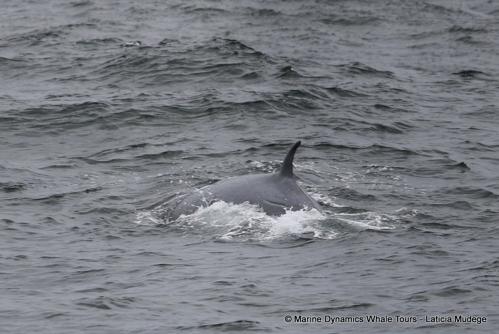 bryde's whale, whale watching, gansbaai, south africa,