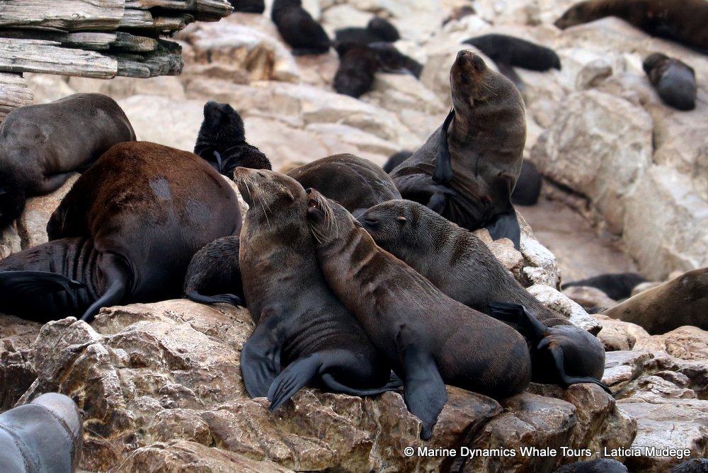 cape fur seal, whale watching, gansbaai, south africa