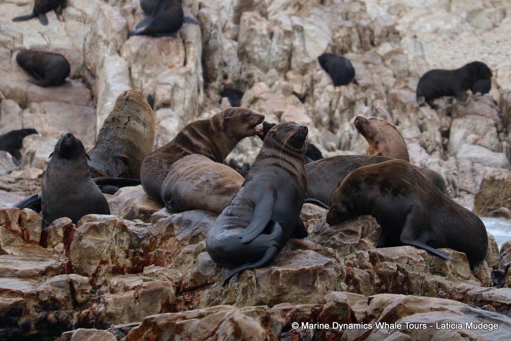 cape fur seal, whale watching, gansbaai, south africa