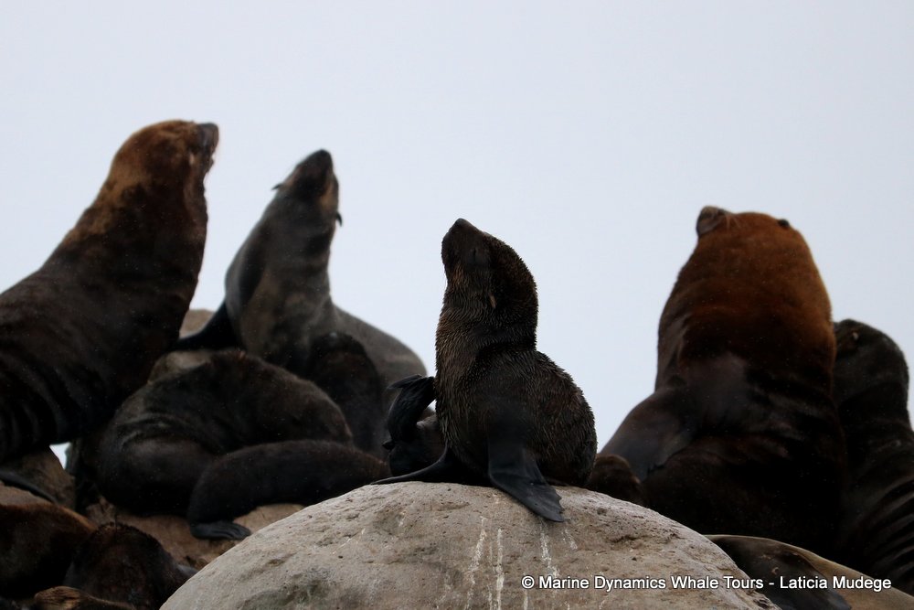cape fur seal, whale watching, gansbaai, south africa