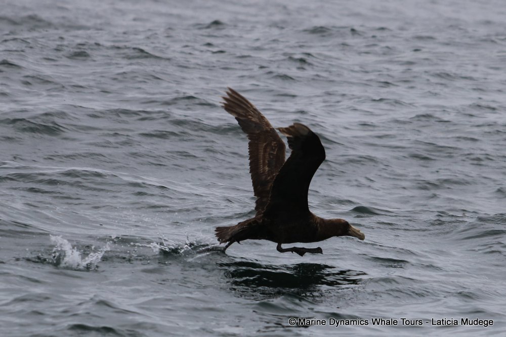 giant petrel, whale watching, gansbaai, south africa,