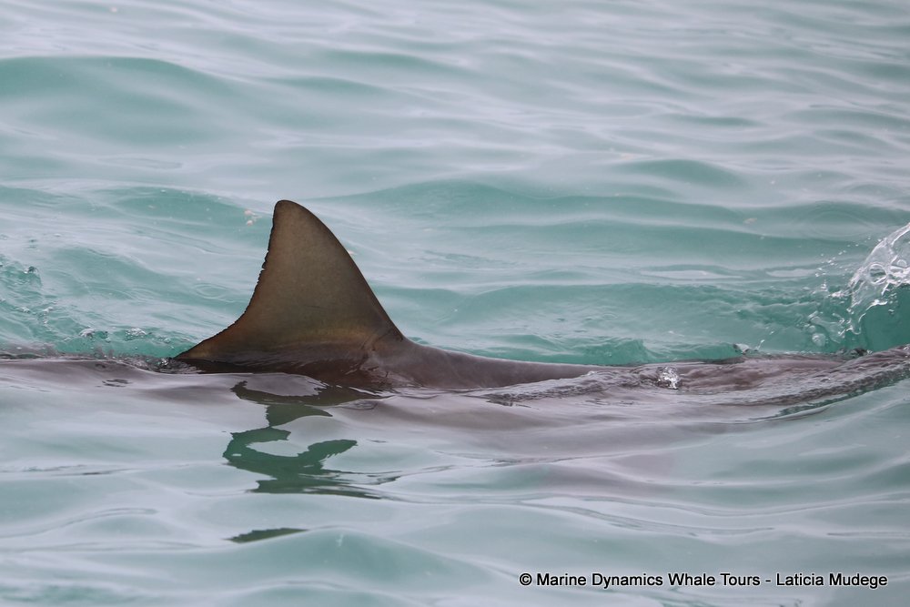 bronze whaler shark, whale watching, gansbaai, south africa,