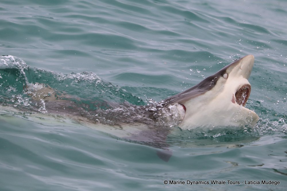 bronze whaler shark, whale watching, gansbaai, south africa,