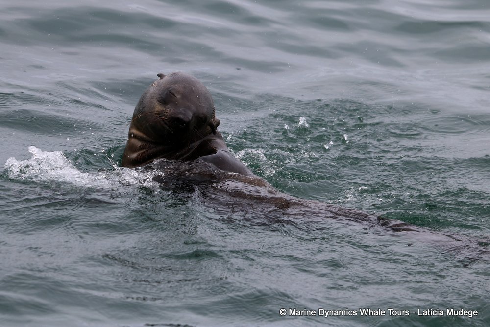 cape fur seal, whale watching, gansbaai, south africa