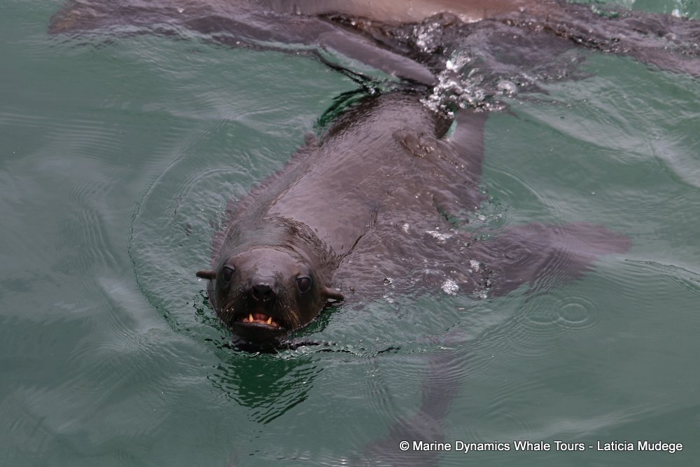 cape fur seal, whale watching, gansbaai, south africa