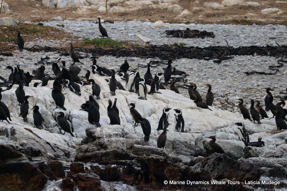 african penguin, whale watching, gansbaai, south africa