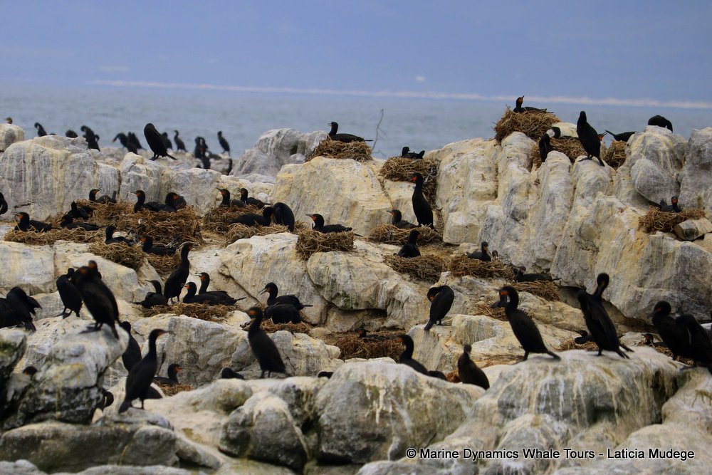 cape cormorants, whale watching, gansbaai, south africa