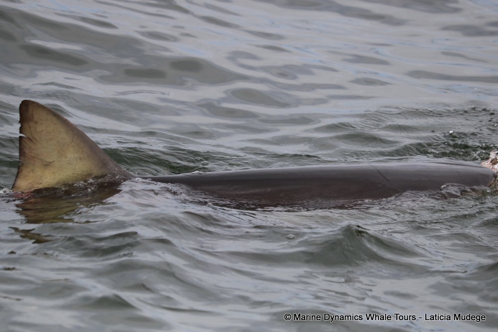 bronze whaler shark, whale watching, gansbaai, south africa,
