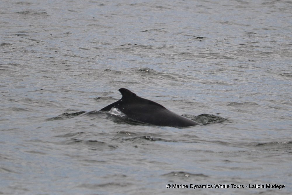 humpback dolphin, whale watching, gansbaai, south africa