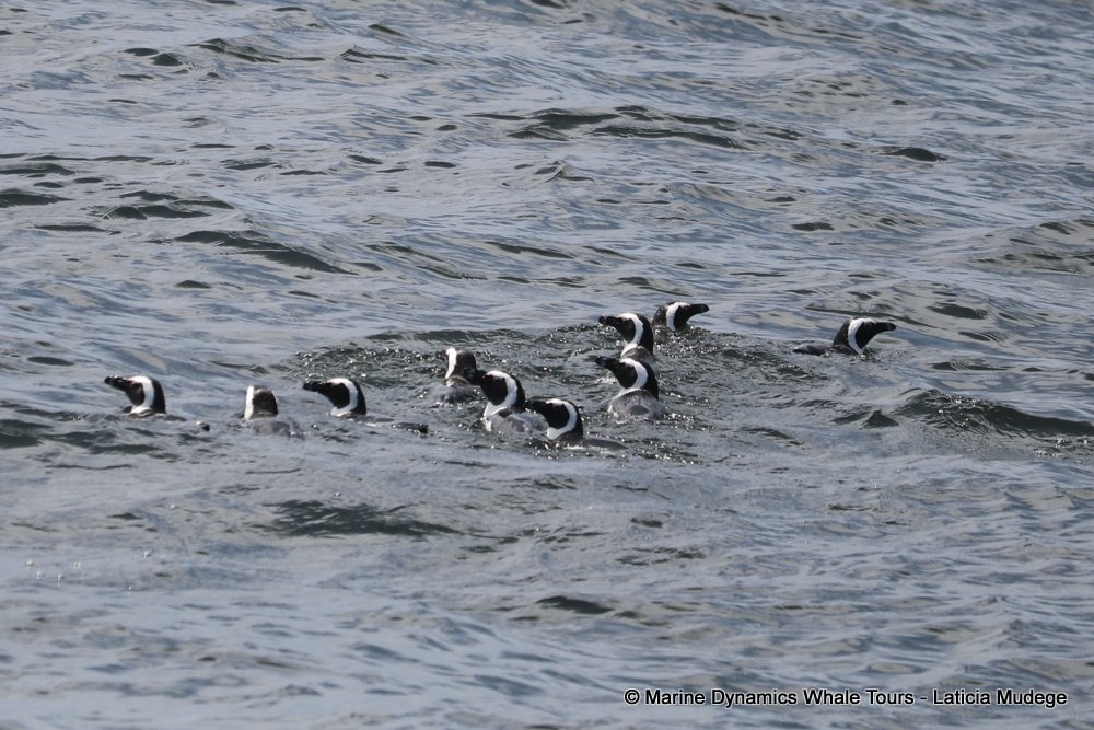 african penguin, whale watching, gansbaai, south africa