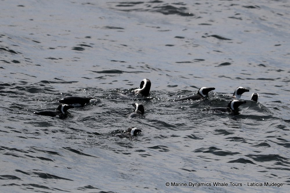 african penguin, whale watching, gansbaai, south africa