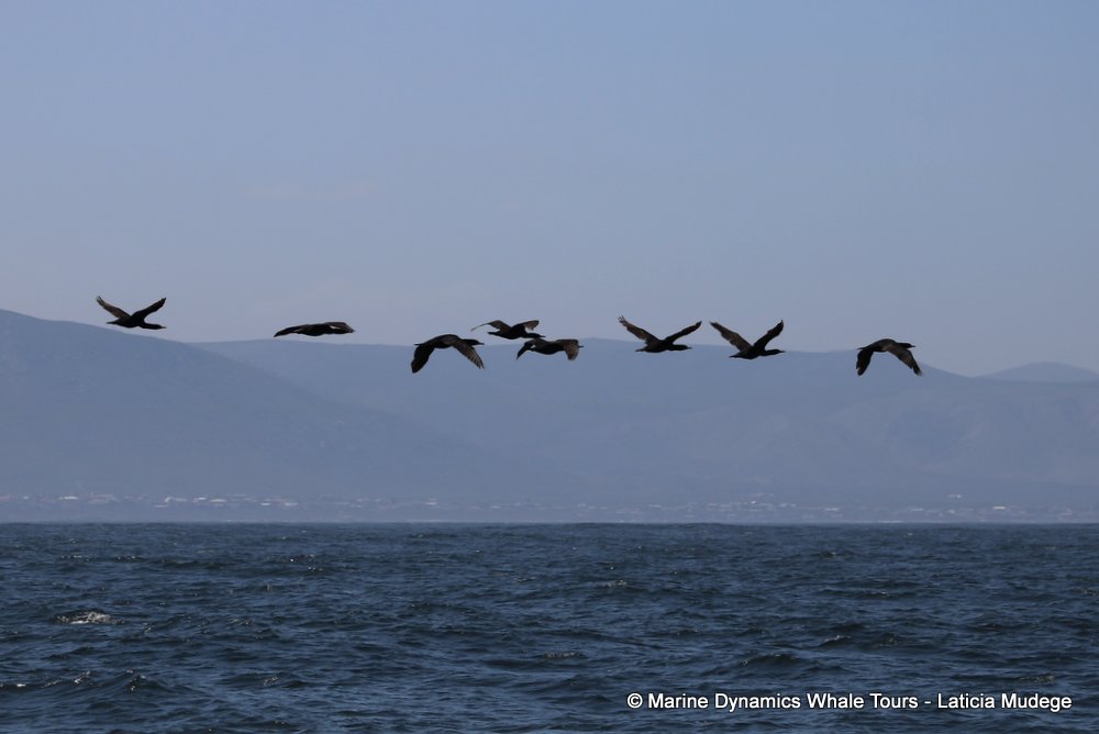 cape cormorants, whale watching, gansbaai, south africa