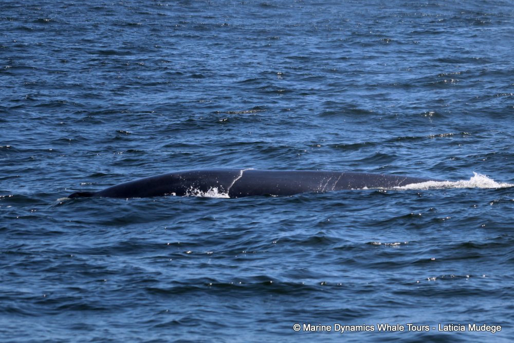 bryde's whale, whale watching, gansbaai, south africa,