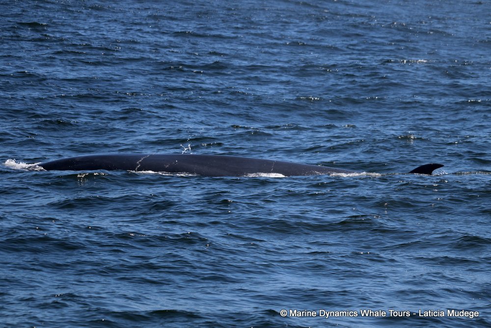 bryde's whale, whale watching, gansbaai, south africa,