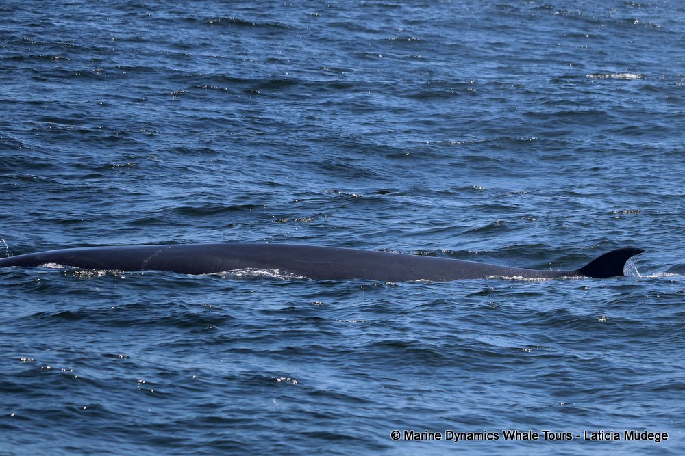 bryde's whale, whale watching, gansbaai, south africa,