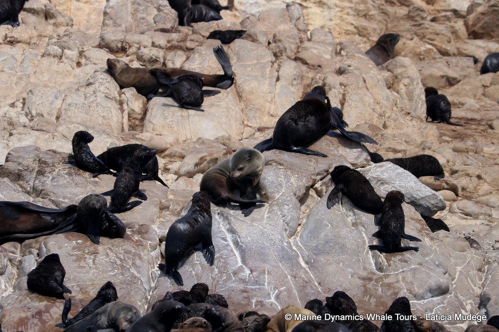 cape fur seal, whale watching, gansbaai, south africa