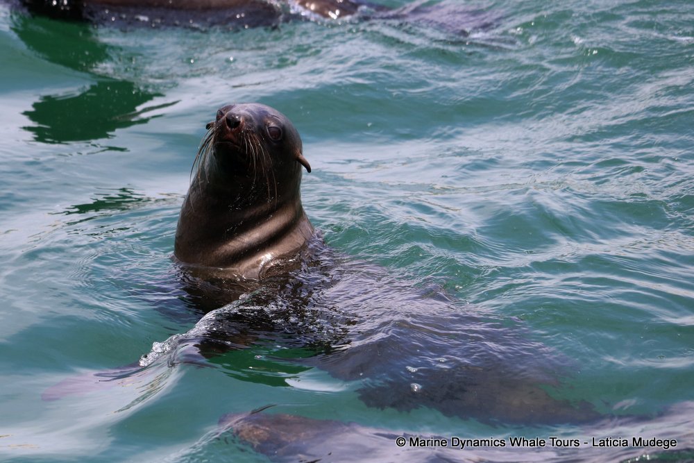 cape fur seal, whale watching, gansbaai, south africa