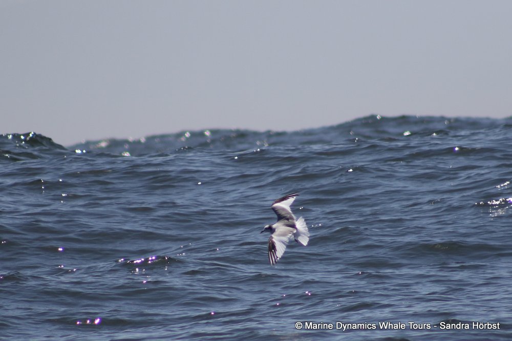 gull, whale watching, gansbaai, south africa,
