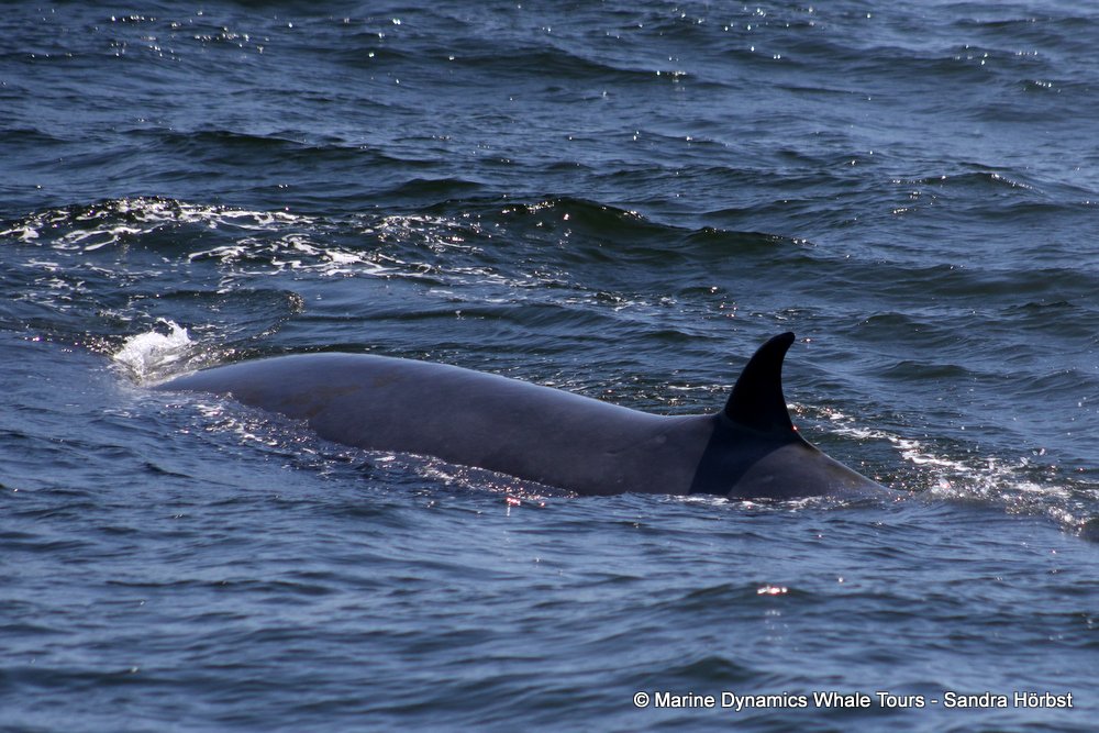 bryde's whale, whale watching, gansbaai, south africa,