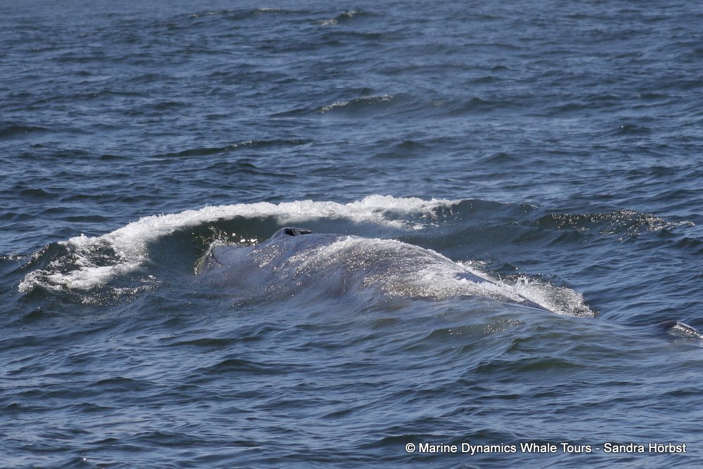 bryde's whale, whale watching, gansbaai, south africa,