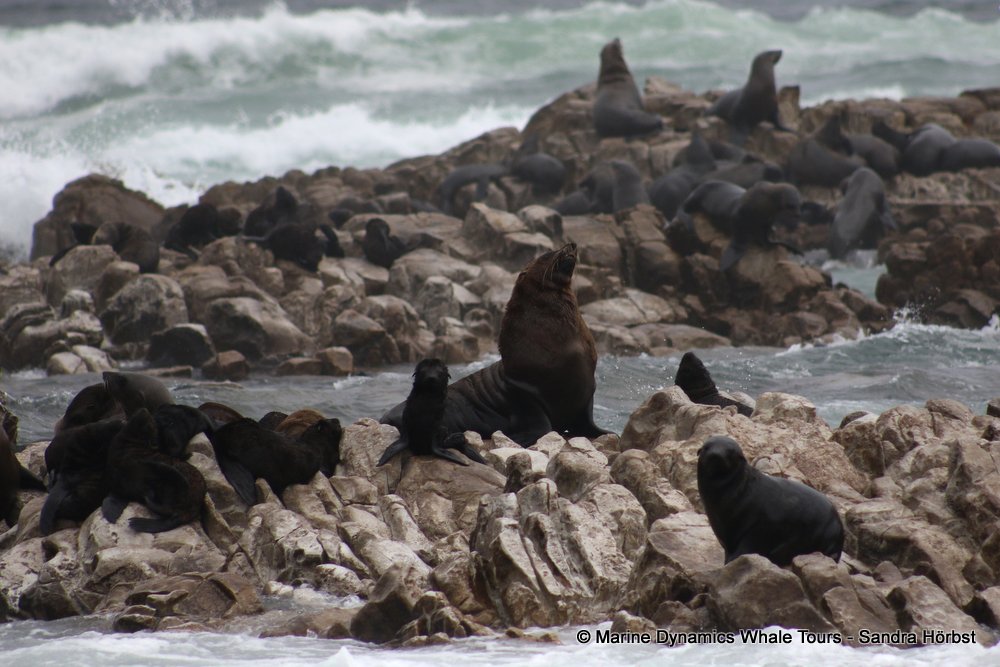 cape fur seal, whale watching, gansbaai, south africa