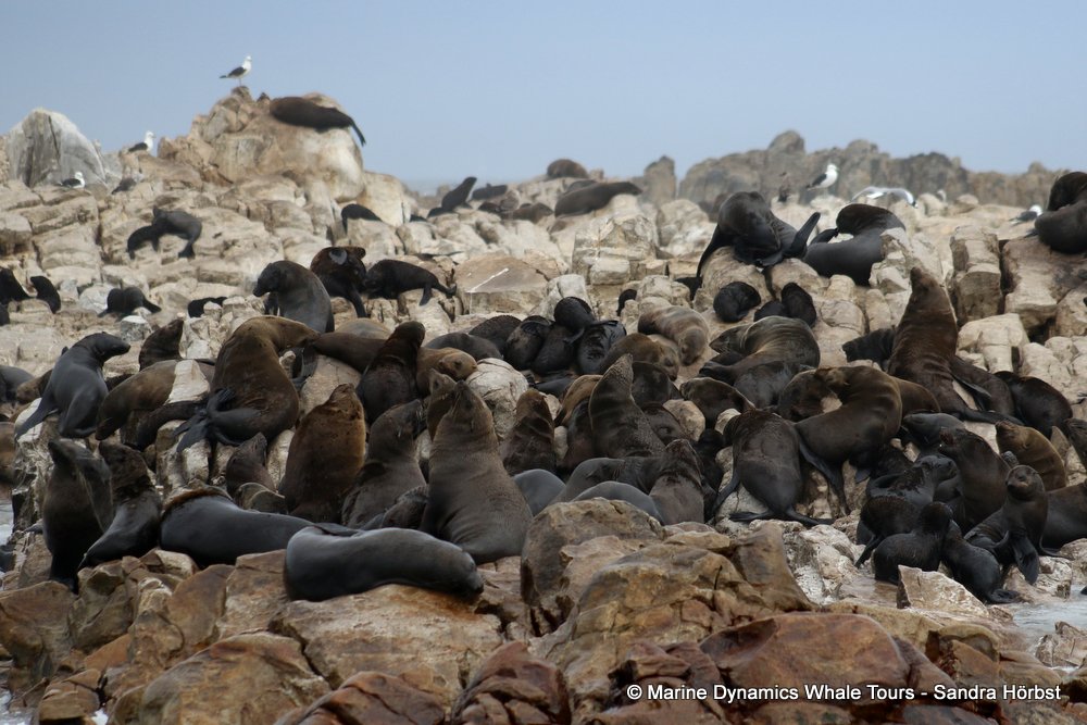 cape fur seal, whale watching, gansbaai, south africa