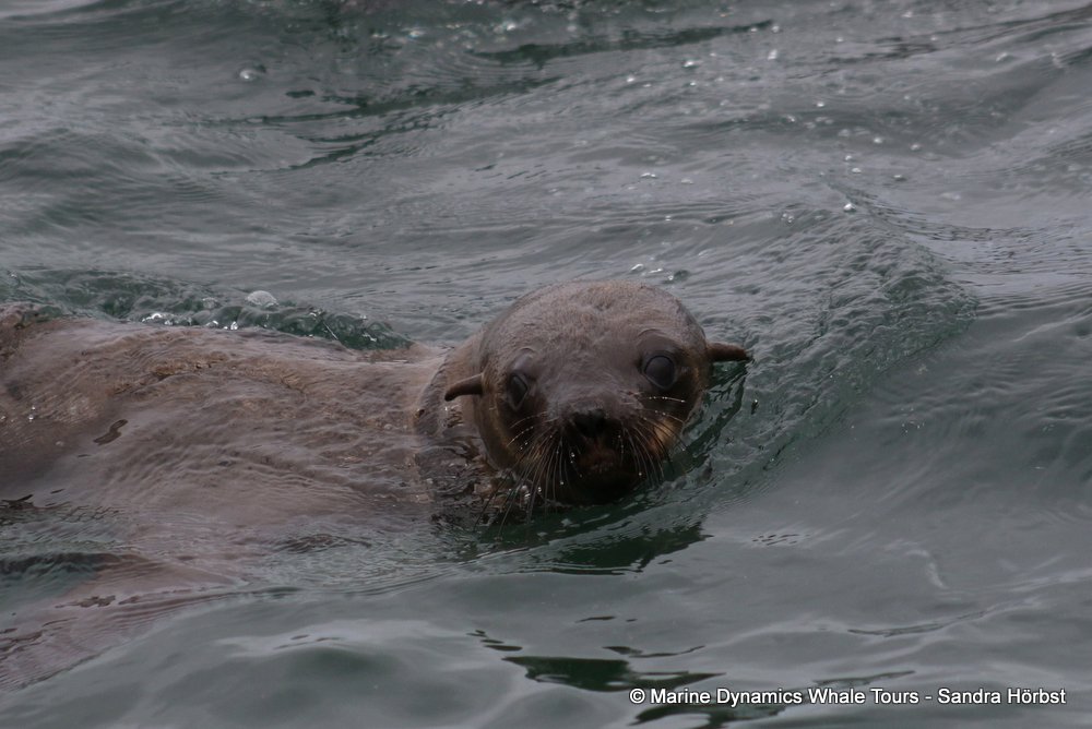 cape fur seal, whale watching, gansbaai, south africa