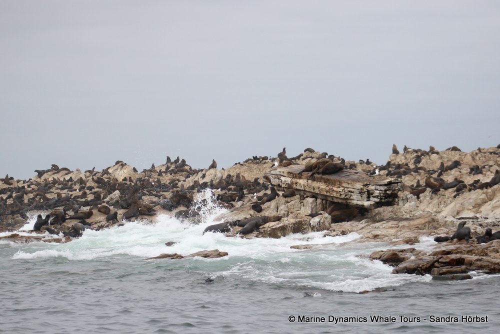 cape fur seal, whale watching, gansbaai, south africa